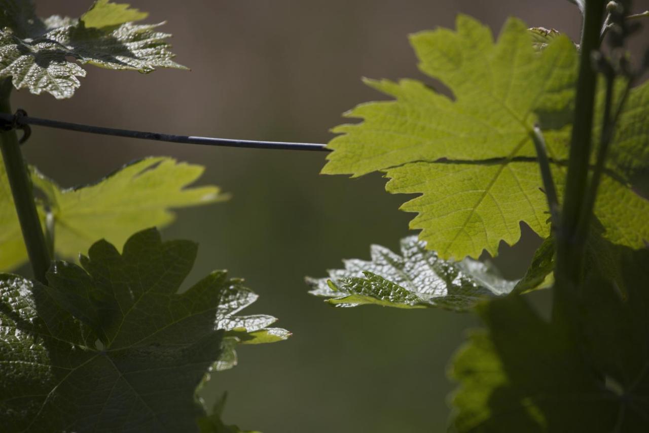Cascina Marcantonio Acqui Terme Bagian luar foto